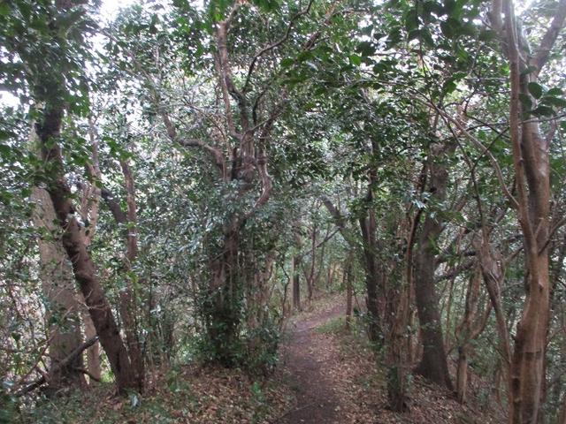 画像8: 2月16日・実施予定の山旅会 乳頭山から畠山 ツアーの下見へ!