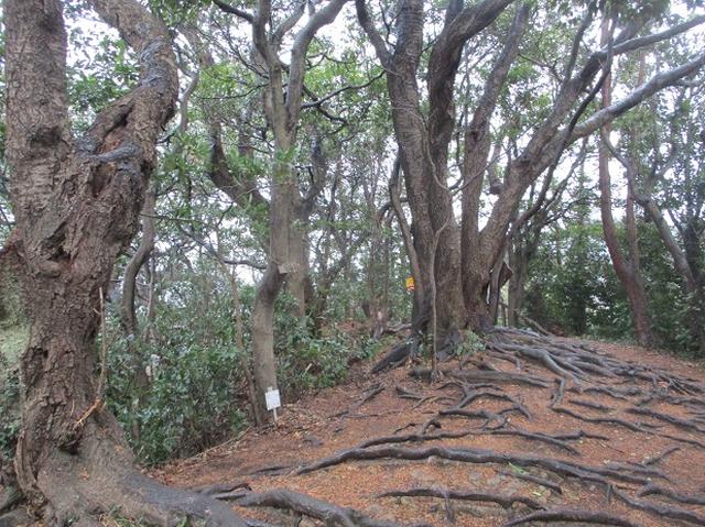 画像5: 2月16日・実施予定の山旅会 乳頭山から畠山 ツアーの下見へ!