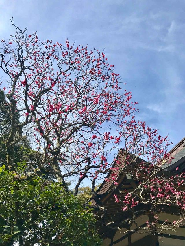 画像: 葉の緑、空の青、花のピンク。春はすぐそこ。