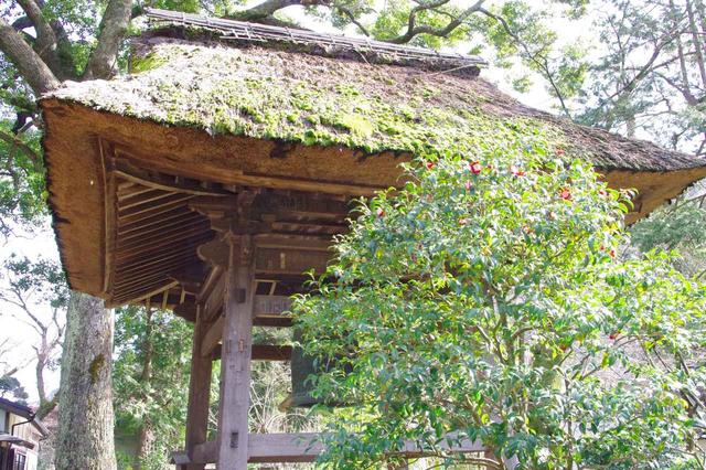 画像: 椿の花が咲いています