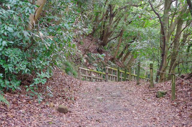 画像: 歩きはじめは穏やかな林道