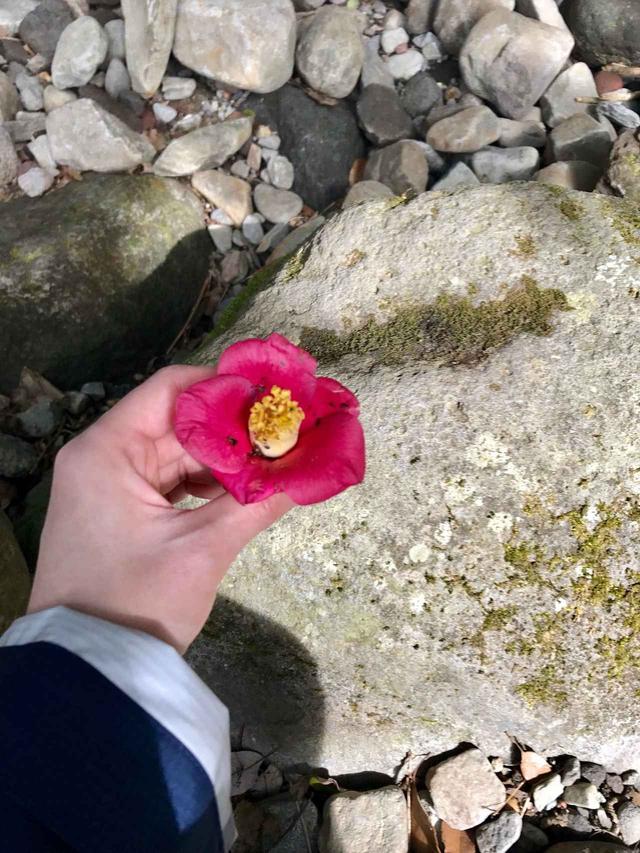 画像: 落ちていた椿の花