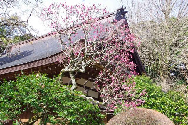 画像: 早雲寺に寄り道。ピンクの梅の花。可愛い♪