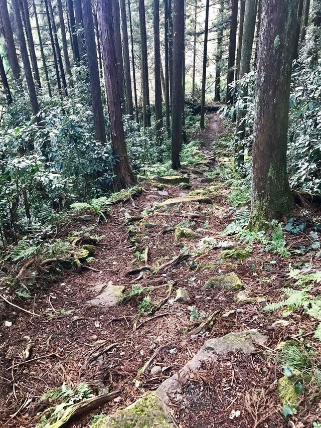 画像4: いよいよ箱根旧街道へ