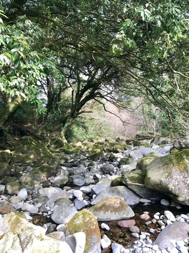 画像2: いよいよ箱根旧街道へ