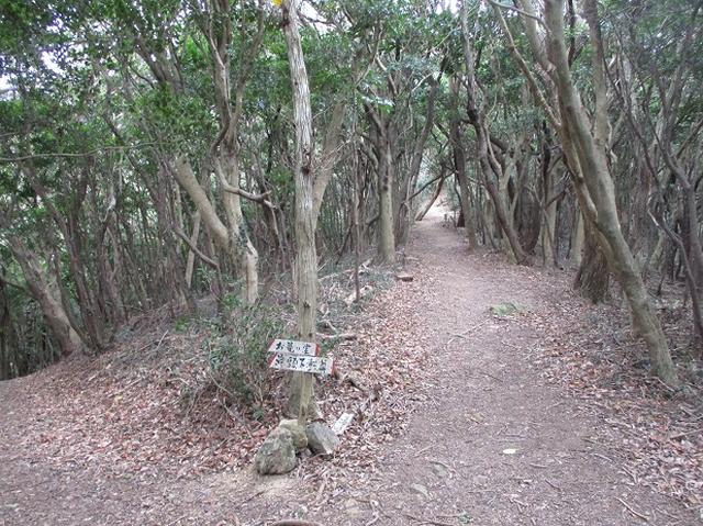 画像6: 来冬のツアーの素材を探して、渥美半島の山へ行ってまいりました!