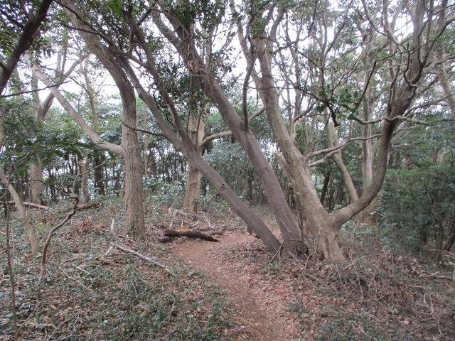 画像9: 来冬のツアーの素材を探して、渥美半島の山へ行ってまいりました!