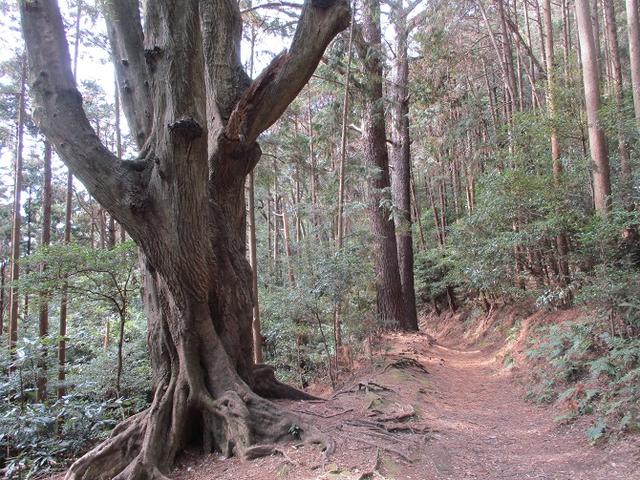 画像14: 来冬ツアーの素材を探して豊橋周辺の山を歩いてきました♪