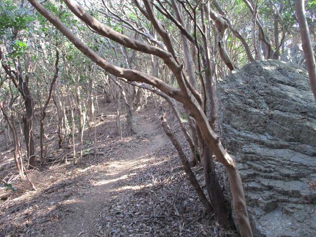 画像8: 来冬ツアーの素材を探して豊橋周辺の山を歩いてきました♪