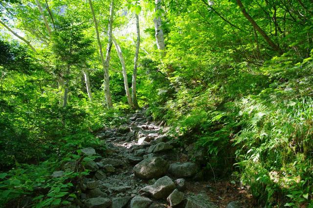 画像: 本谷橋から先の登山道