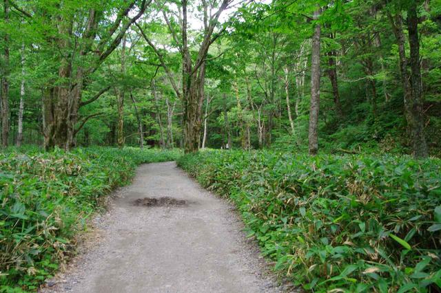 画像: 平坦な森の中の道