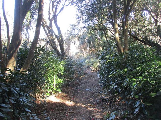 画像9: 来冬ツアーの素材を探して豊橋周辺の山を歩いてきました♪