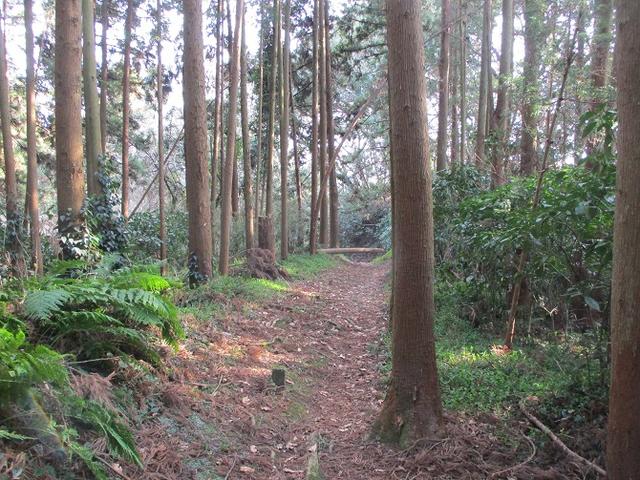 画像7: 3月の山旅会 大楠山から衣笠城跡 ツアーの下見に行ってきました!