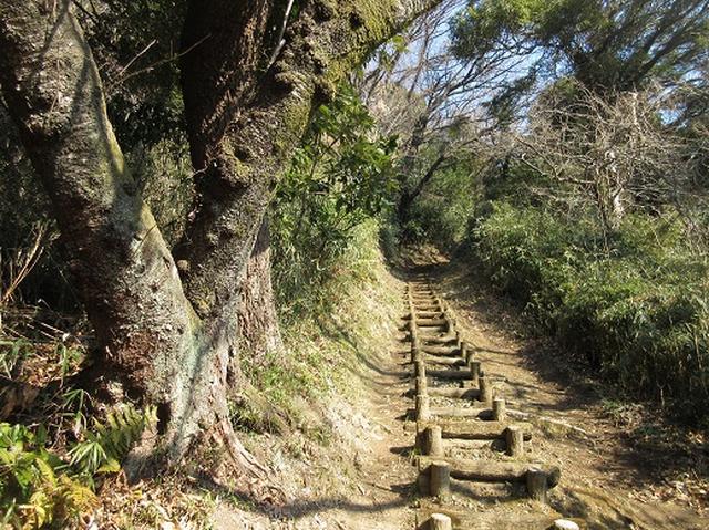 画像9: 3月の山旅会 大楠山から衣笠城跡 ツアーの下見に行ってきました!