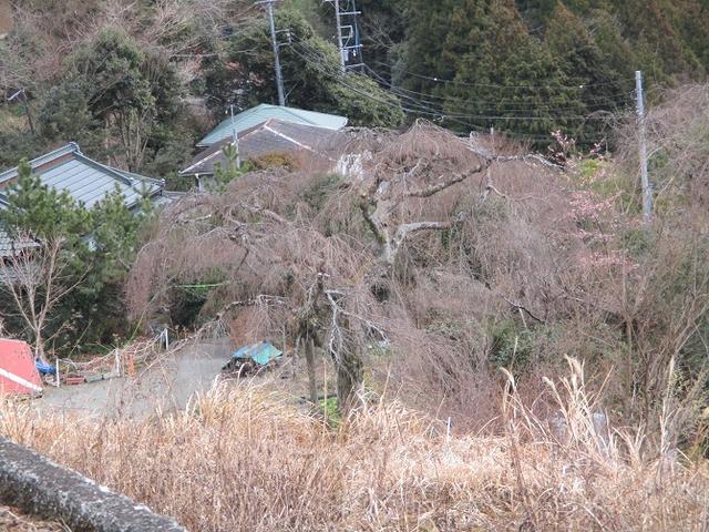 画像11: 2月19日に山旅会 「シダンゴ山」 ツアーに行ってきました!