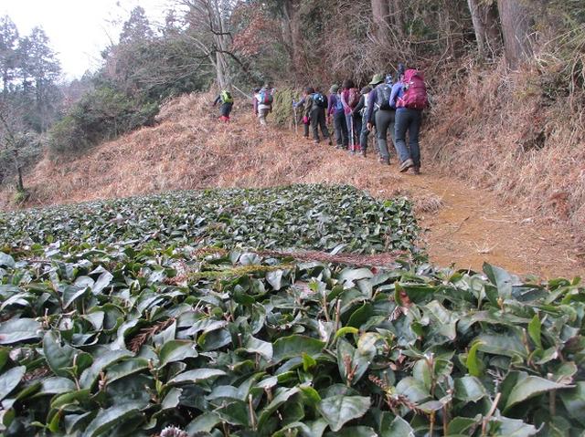 画像1: 2月19日に山旅会 「シダンゴ山」 ツアーに行ってきました!