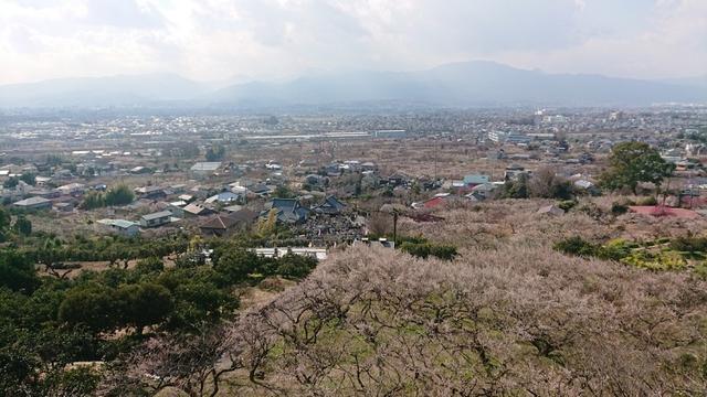 画像12: 2月17日に佐藤威行ガイドのツアーで曽我山へいってきました♪