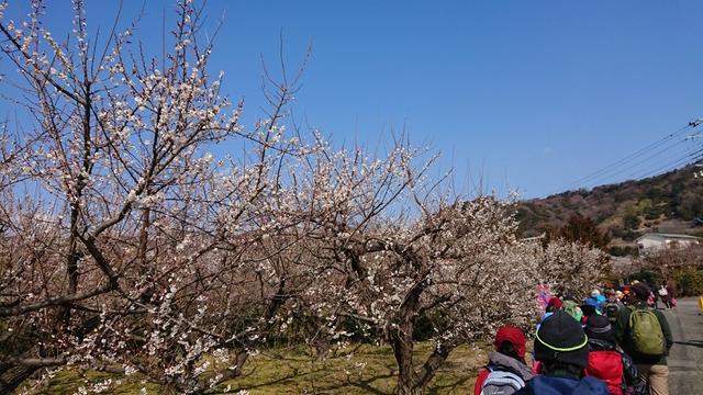 画像11: 2月17日に佐藤威行ガイドのツアーで曽我山へいってきました♪