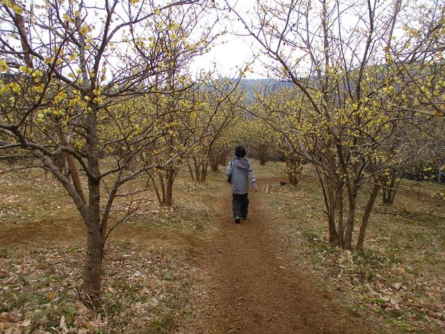 画像2: 山旅会ツアー4月までの催行状況のお知らせ!