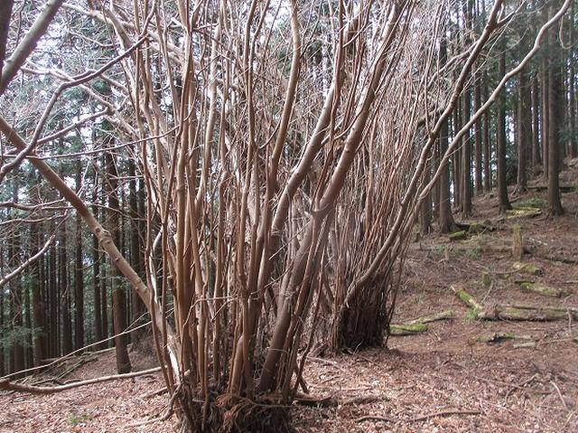 画像4: 3月の山旅会・現地集合 「高松山」 ツアーの下見に行ってきました!