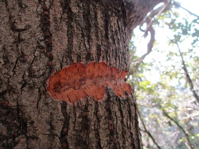 画像5: 2月23日に 山旅会 「仙元山から茅塚」 ツアーに行ってきました!