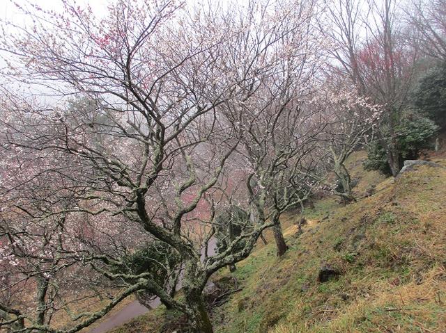 画像2: 2月28日に山旅会 「幕山と南郷山」 ツアーに行ってきました!