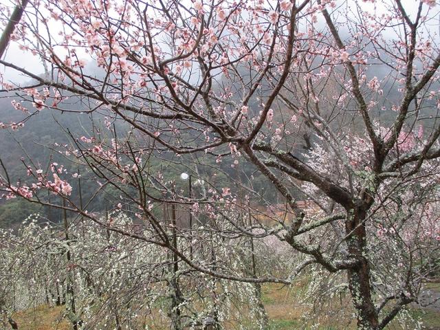 画像10: 2月28日に山旅会 「幕山と南郷山」 ツアーに行ってきました!