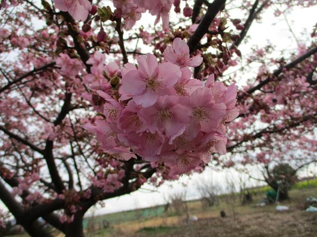 画像3: 2月25日に岡田ガイドのツアーで 曽我丘陵 へ行って来ました♪