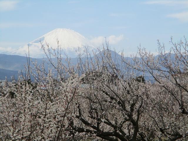 画像14: 2月25日に岡田ガイドのツアーで 曽我丘陵 へ行って来ました♪