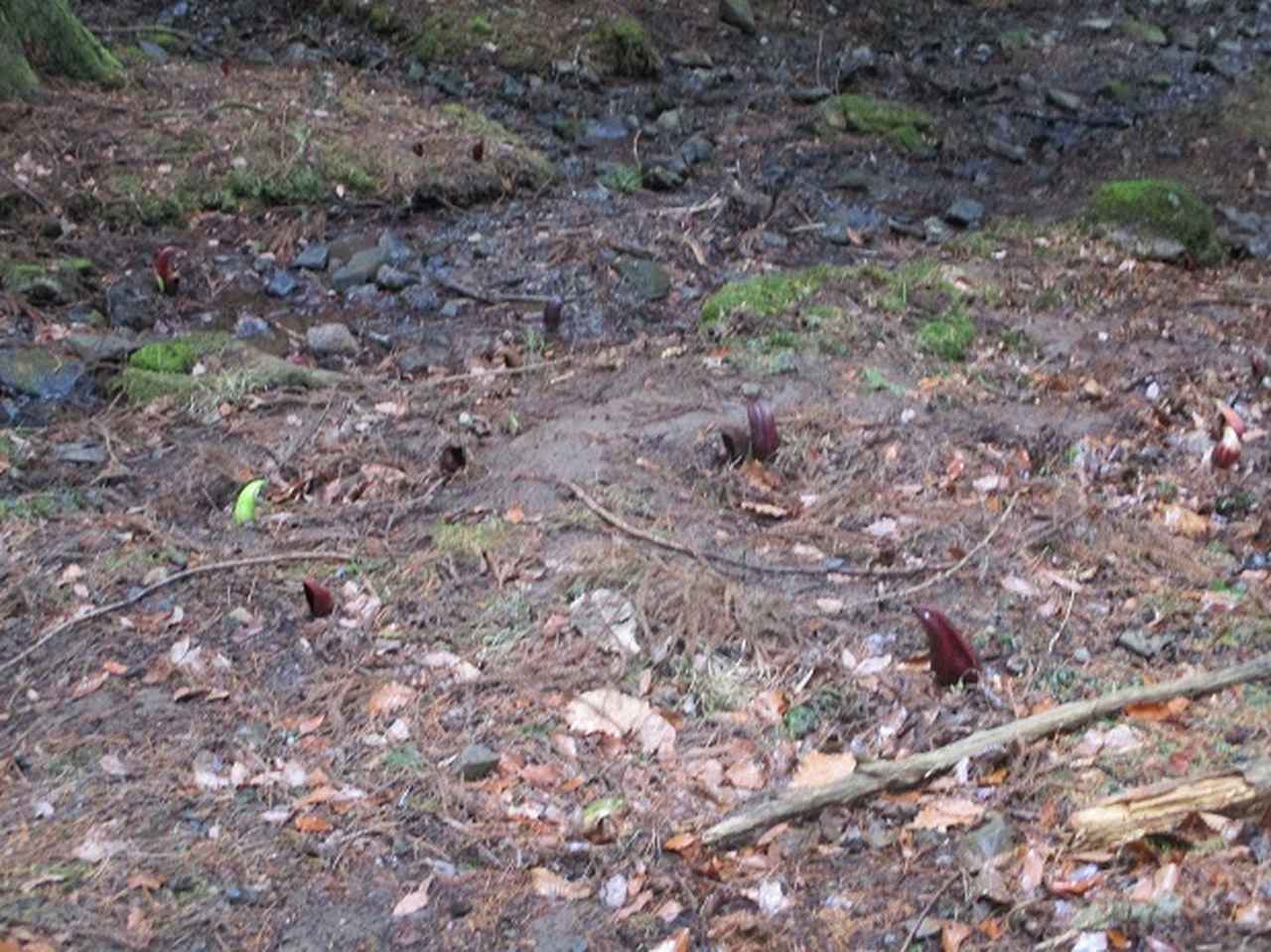 画像4: 山旅会 小倉山 ツアーの下見に行ってきました!