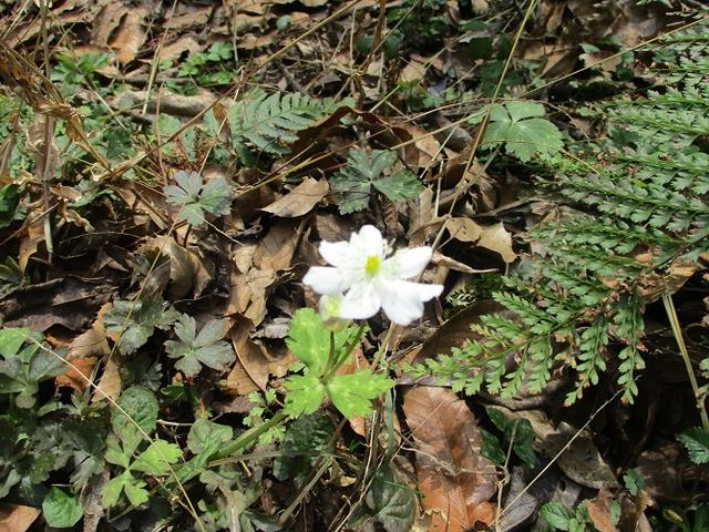 画像4: 3月2日に 安針塚から大楠山 ツアーに行ってきました!