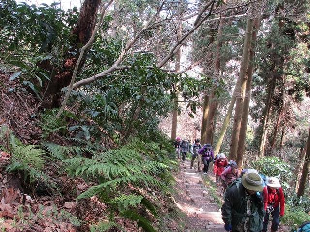 画像3: 3月2日に 安針塚から大楠山 ツアーに行ってきました!