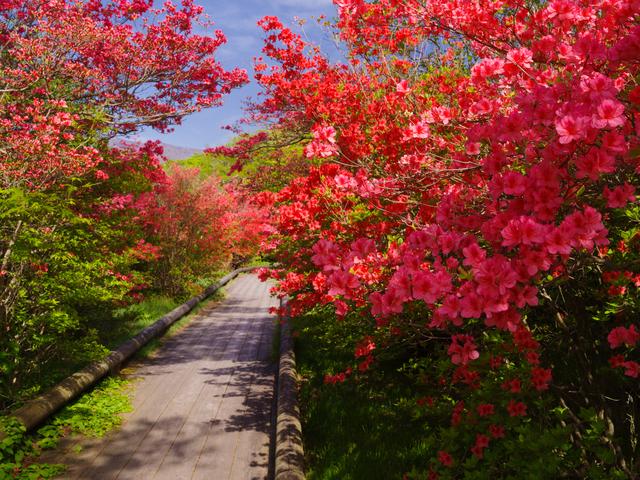 画像: 八幡のツツジ(例年の見ごろは5月下旬~6月上旬/第2回にてご案内)