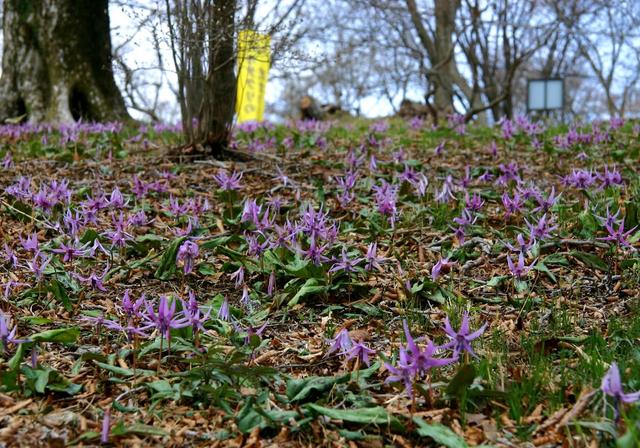 画像: 筑波山・カタクリ群生地(例年の身ごろは4月上旬~4月中旬/第1回にてご案内)