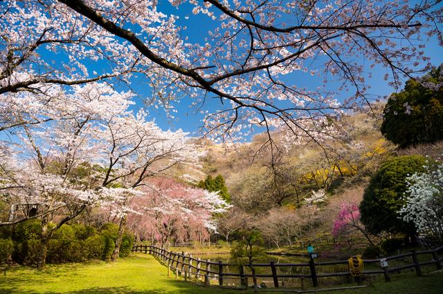 画像: 最明寺史跡公園(第1回) 海抜450mの地にしだれ桜や花桃など春の花が咲き乱れます