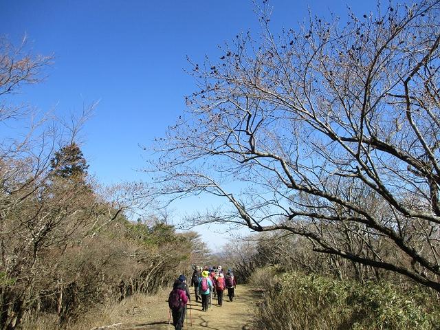 画像13: 3月8日に岡田ガイドと 達磨山 のツアーへ行ってきました♪