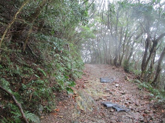 画像6: 4月の山旅会「対馬の山」の直前下見報告です!