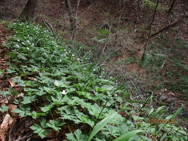 画像2: 4月に実施予定の 八溝山 ツアーのご案内です!