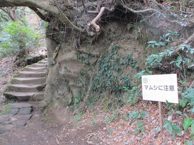 画像2: 3月23日に山旅会 「東京湾フェリーで行く鋸山」 ツアーに行ってきました!