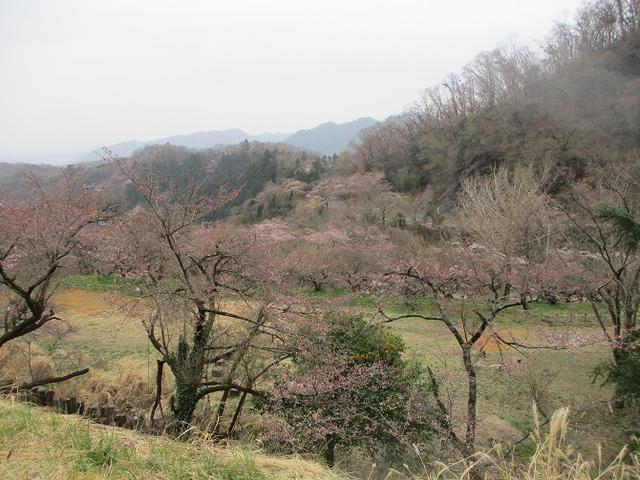 画像5: 3月30日に山旅会 「草戸山から城山カタクリの里」 コースへ行ってきました!
