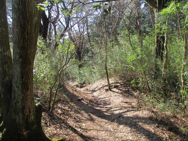 画像5: 4月の山旅会 「湯坂路」 の直前下見報告です!