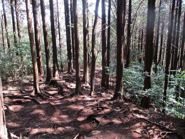画像10: 4月の山旅会 「湯坂路」 の直前下見報告です!