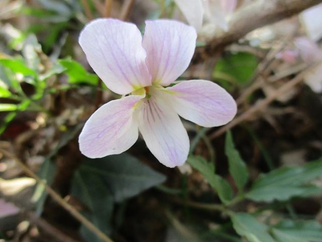 画像12: 3月28日に岡田ガイドのコースで、埼玉県にたたずむ 陣見山 へ行ってきました♪