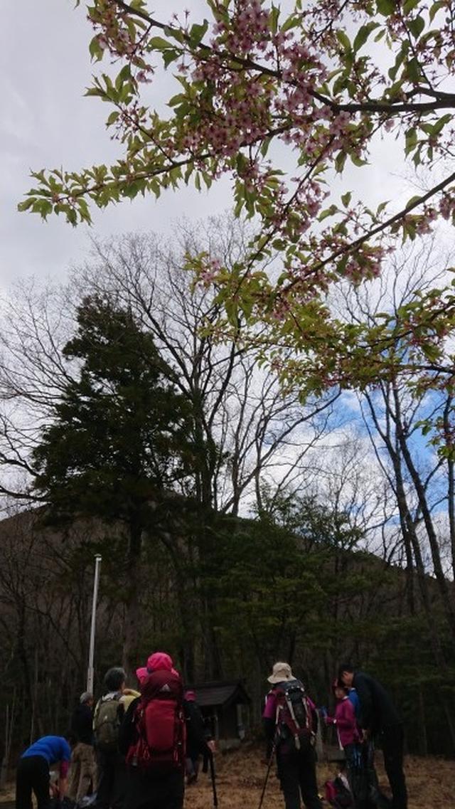 画像3: 3月21日に佐藤たけゆきガイドと、その名も!! たけ山~シダンゴ山 へ行ってきました♪