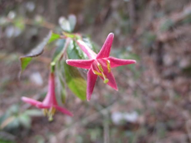 画像5: 4月5日に岡田ガイドのコースで群馬県の桜で有名な 「牛伏山」 へ行ってきました♪