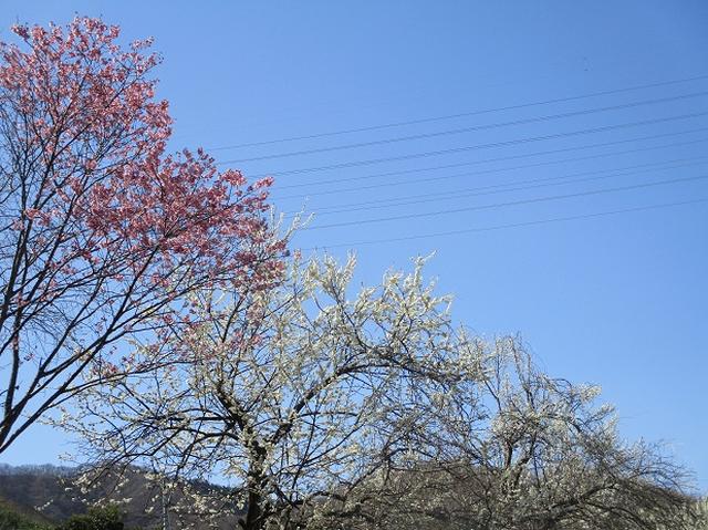 画像2: 4月5日に岡田ガイドのコースで群馬県の桜で有名な 「牛伏山」 へ行ってきました♪