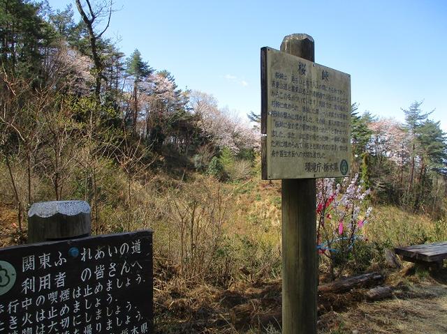 画像4: 4月9日に山旅会 晃石山から太平山 ツアーに行ってきました! にいって