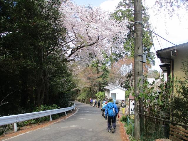 画像11: 4月9日に山旅会 晃石山から太平山 ツアーに行ってきました! にいって
