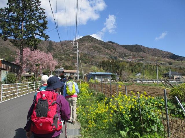 画像1: 4月9日に山旅会 晃石山から太平山 ツアーに行ってきました! にいって