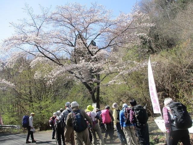 画像3: 4月5日に岡田ガイドのコースで群馬県の桜で有名な 「牛伏山」 へ行ってきました♪
